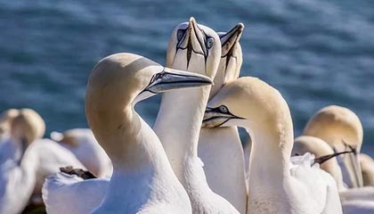 爱游戏中国官方登录入口网站-高薪低能外援是否拖慢联赛发展进程，高薪低能球员