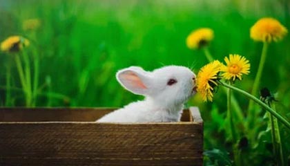 爱游戏中国官方登录入口网站-高薪低能外援是否拖慢联赛发展进程，高薪低能球员